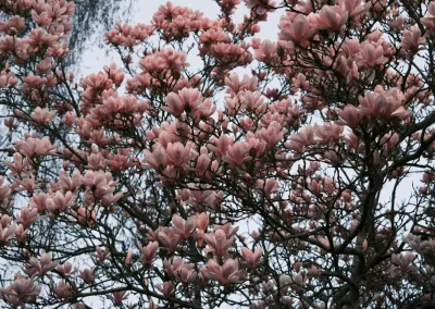 Trees, Roots, Branches; Nature or Nuisance?